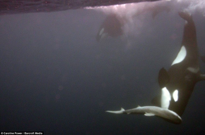 Η τρομακτική στιγμή που φάλαινα δολοφόνος τρώει καρχαρία! (pics+video)