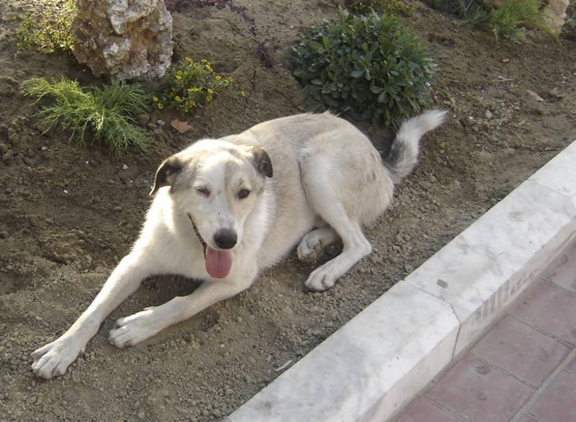 Κτηνωδία στην Άρτα: Έκαψαν σκύλο ζωντανό και το ανέβασαν στο facebook (pics)