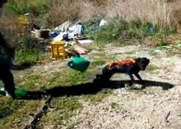 Τρεις ανήλικοι οι δράστες που έκαψαν ζωντανό σκύλο (pic)