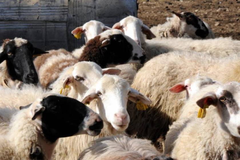 Έβρος: Μεγάλο πλήγμα στην κτηνοτροφία η ευλογιά