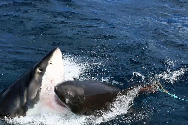Αυστραλία: Σπάνια επική μάχη ανάμεσα σε δύο λευκούς καρχαρίες (vid+pics)