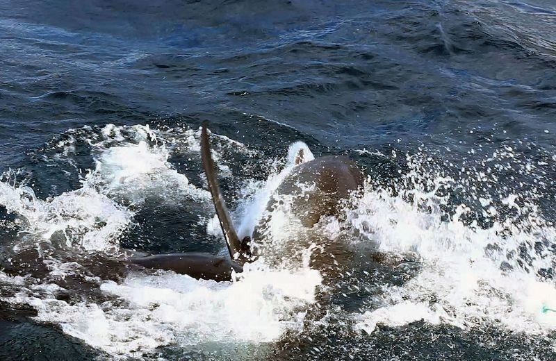 Αυστραλία: Σπάνια επική μάχη ανάμεσα σε δύο λευκούς καρχαρίες (vid+pics)