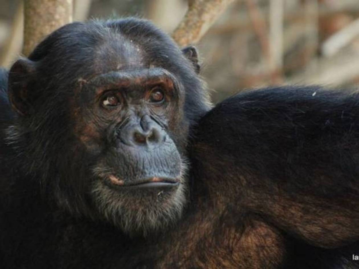 Οι στενότεροι «συγγενείς» μας, οι χιμπατζήδες, μεταδίδουν ιδέες ο ένας στον άλλο