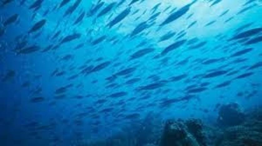 Απειλείται η βιοποικιλότητα της Μεσογείου