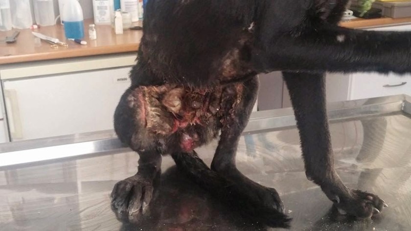 ΣΟΚΑΡΟΥΝ ΟΙ ΕΙΚΟΝΕΣ: Βρέθηκε το σκυλάκι που έκαψαν οι Ρομά (pics)
