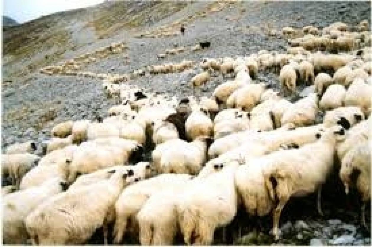 Ενημέρωση των κτηνοτρόφων στο Αγρίνιο για τον καταρροϊκό πυρετό