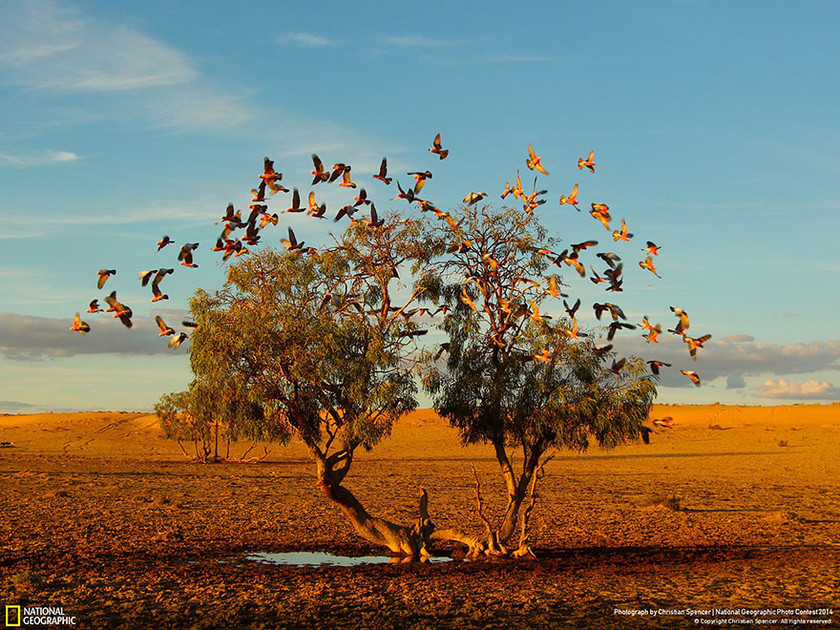 21 φωτογραφίες που θα διεκδικήσουν το βραβείο του National Geographic 