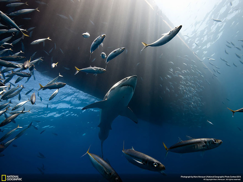 21 φωτογραφίες που θα διεκδικήσουν το βραβείο του National Geographic 