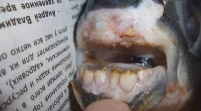 Τα σαγόνια του πιράνχα: Βρήκε ψάρι με... ανθρώπινα δόντια (pics)