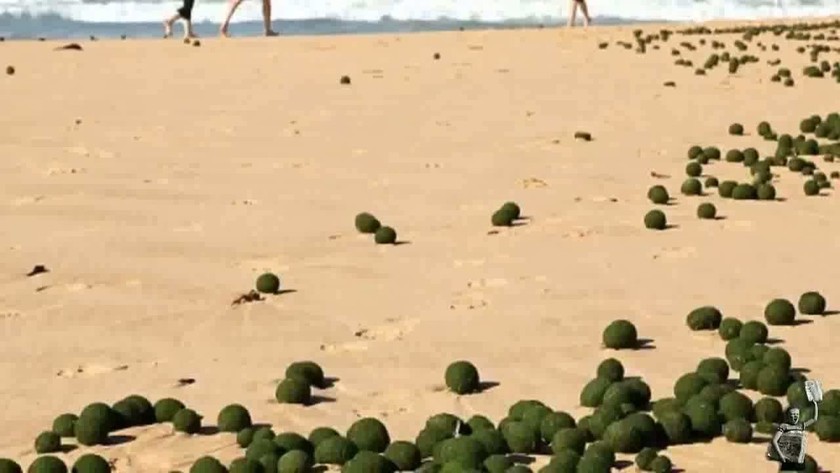 Εξωγήινα «αυγά» ξεβράστηκαν σε παραλία του Σίδνεϊ! (vid+pics)