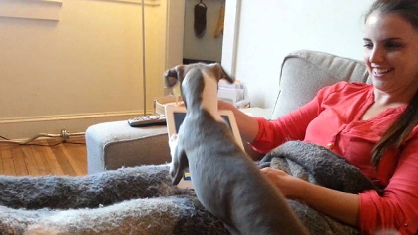 Κουτάβι greyhound τρελαίνεται με παιχνίδι στο tablet (Video)