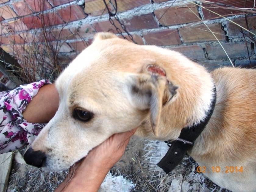 Κρήτη: Νέα κτηνωδία σε σκύλους – Αποκάλυψη που σοκάρει (pics)