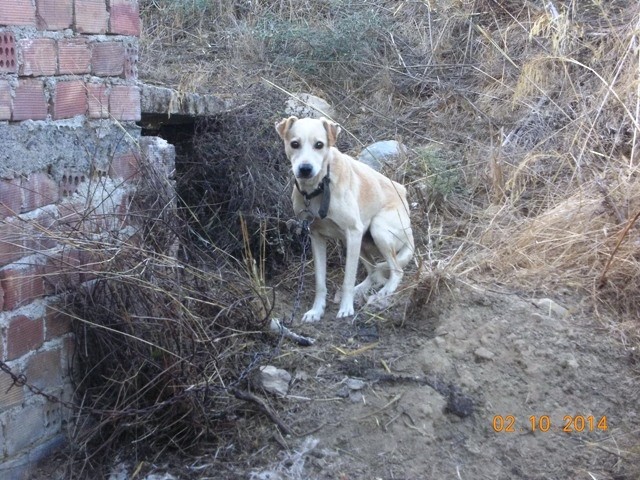 Κρήτη: Νέα κτηνωδία σε σκύλους – Αποκάλυψη που σοκάρει (pics)