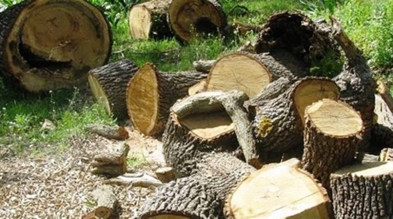 Ηλεία: Παράνομη ξυλεία 30 τόνων εντόπισαν οι αρχές