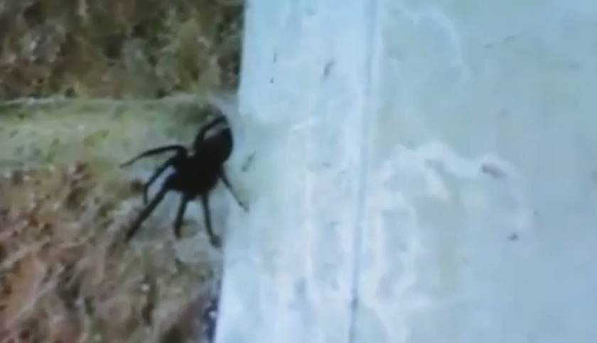 Έδιωξαν μία αράχνη- τέρας από το σπίτι τους, μετά από πέντε χρόνια! (βίντεο)