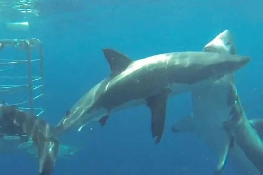 Νέο κρούσμα… κανιβαλισμού ανάμεσα σε λευκούς καρχαρίες (vid)