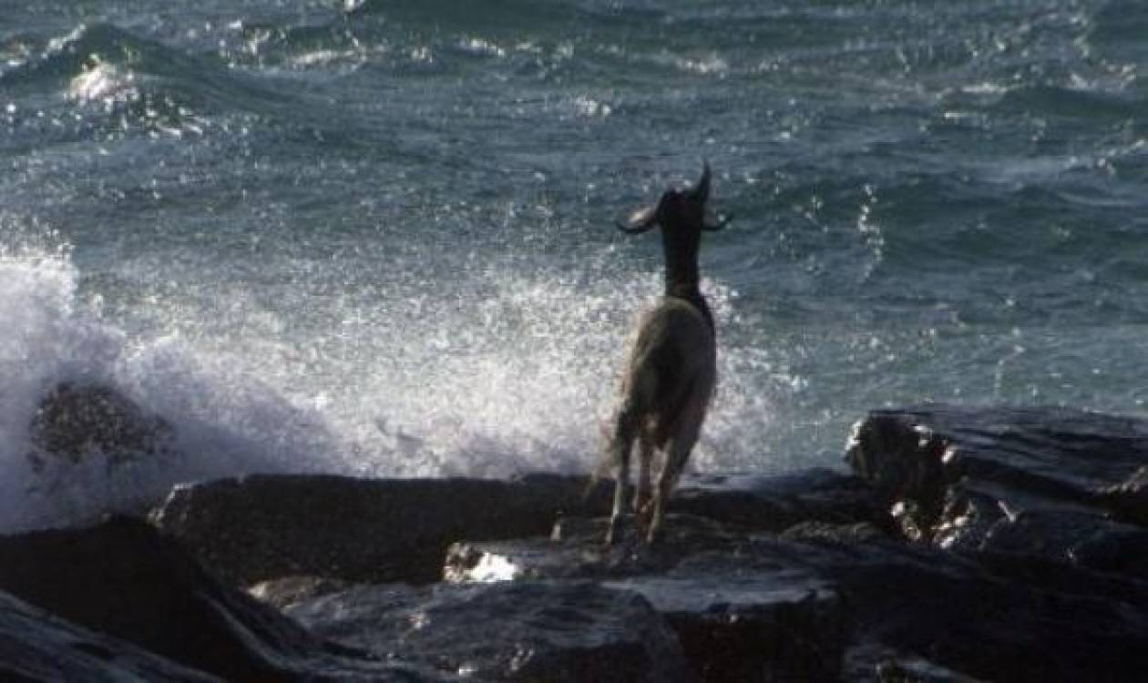 Νάξος: Κατσίκα «βούτηξε» στη θάλασσα - Δείτε φωτογραφίες