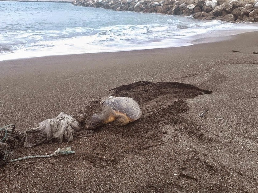 Εύβοια: Νεκρή θαλάσσια χελώνα στην παραλία Κυμάσι (pic)