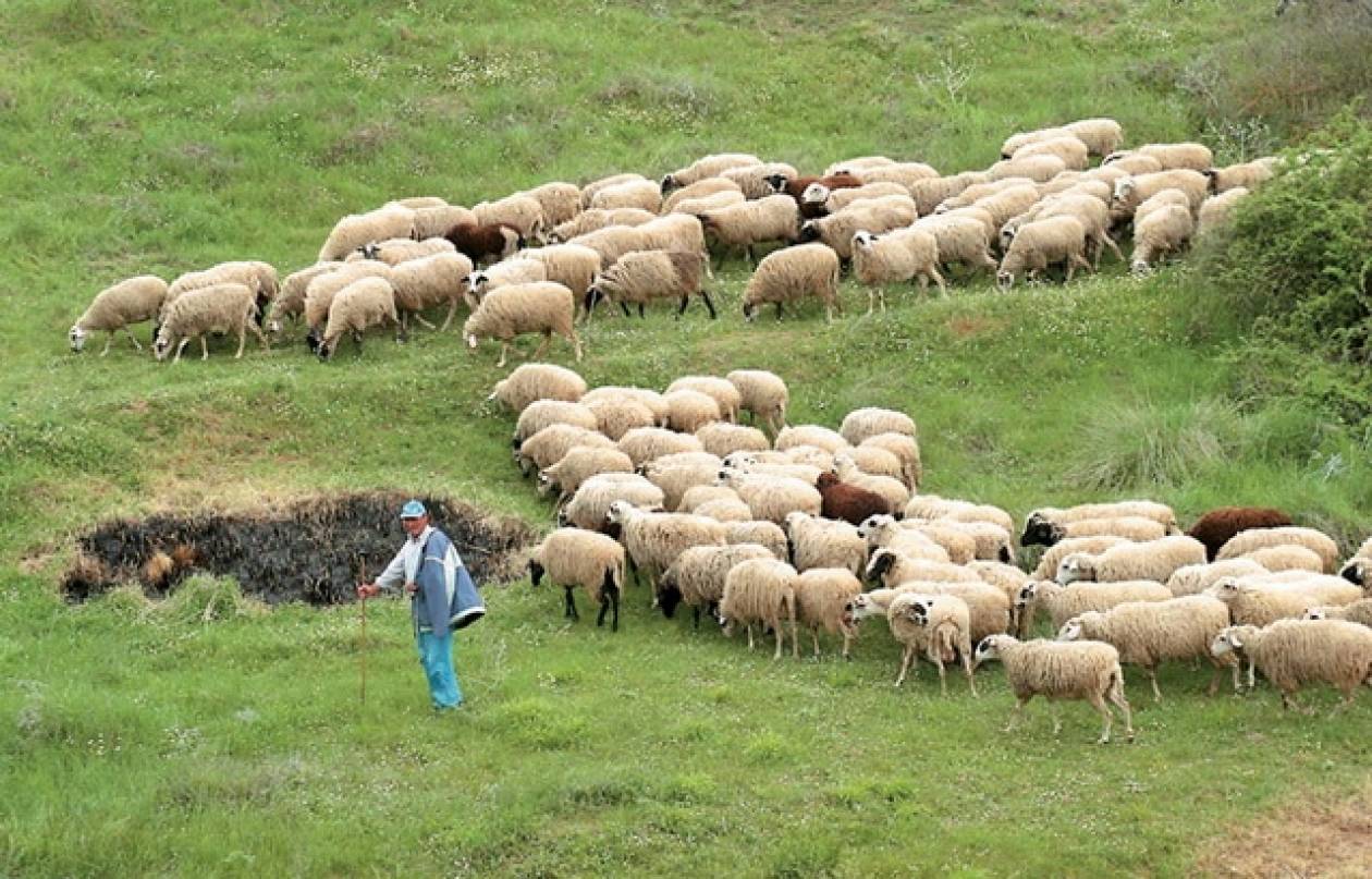 Θεσσαλία: Μειώνεται ο χρόνος παραμονής των κτηνοτρόφων στα ορεινά