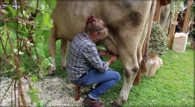 Ντόπαραν αγελάδες για περισσότερο γάλα! (pics+video)