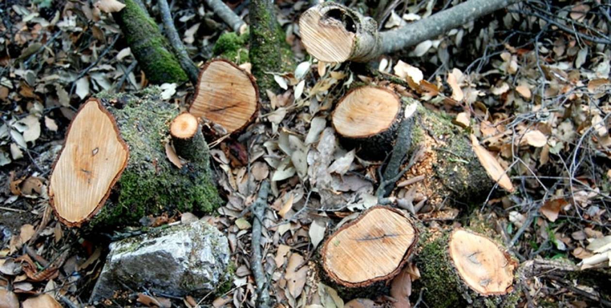 Αγρίνιο: Νέα υπόθεση λαθροϋλοτομίας - Εντοπίστηκαν 30 τόνοι ξυλείας