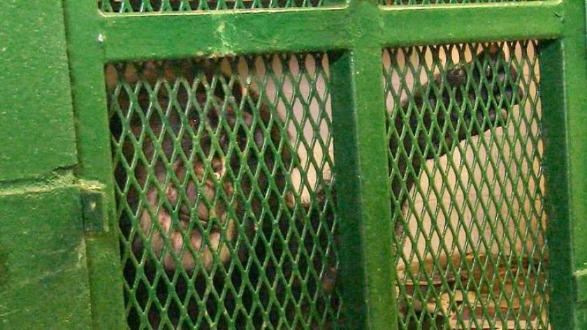 Δικαστήριο θα ορίσει αν οι πίθηκοι έχουν ανθρώπινα δικαιώματα