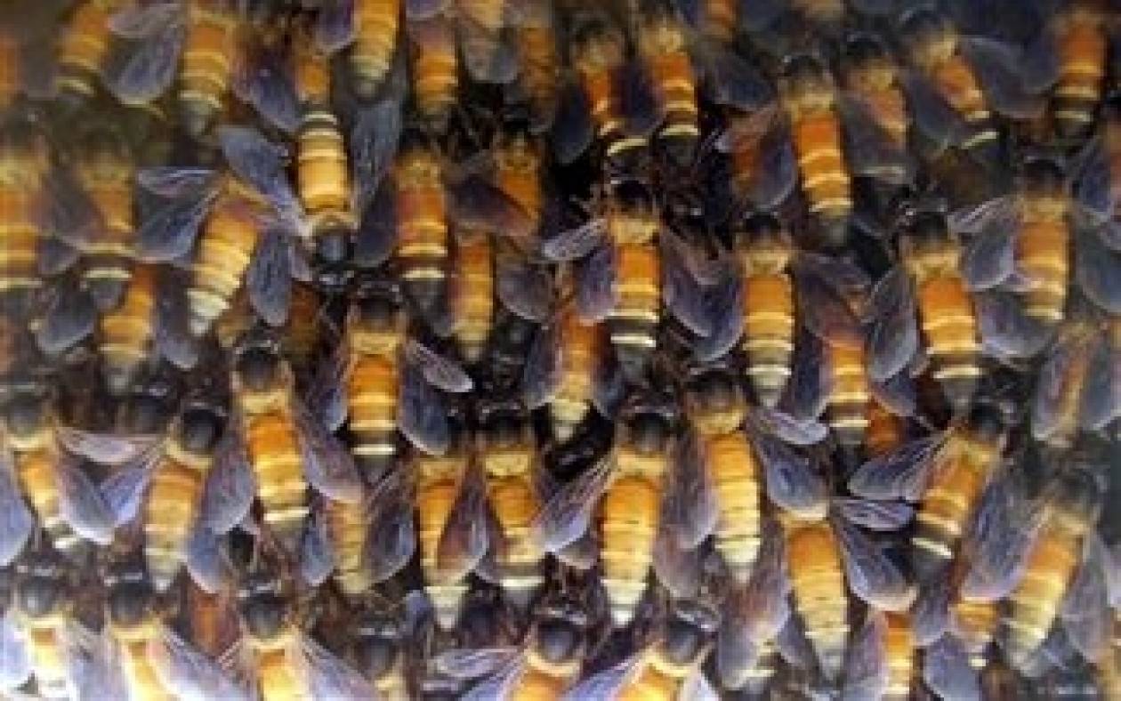 Νεκρός από τσίμπημα μελισσών στην Αριζόνα
