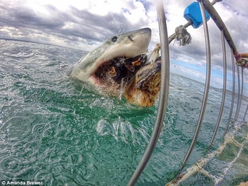 Σαρώνει στα social media: Η στιγμή της επίθεσης ενός καρχαρία (pics)