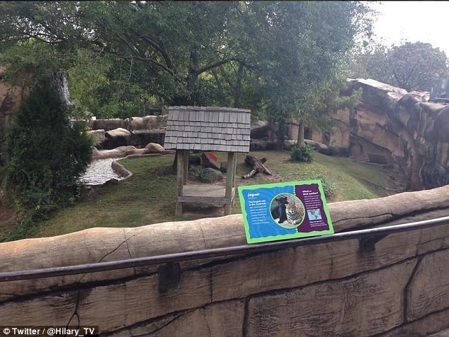 ΗΠΑ: 3χρονος κατασπαράχτηκε από ιαγουάρους σε ζωολογικό κήπο! (vid+pics)
