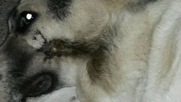 Καλάβρυτα: Νέα θηριωδία-Πυροβόλησαν σκύλο στο στόμα (pics)
