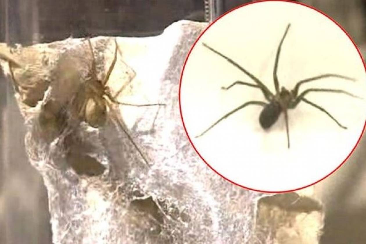 Δέχθηκαν επίθεση στο σπίτι τους από 6.000 δηλητηριώδεις αράχνες (pics&vid)