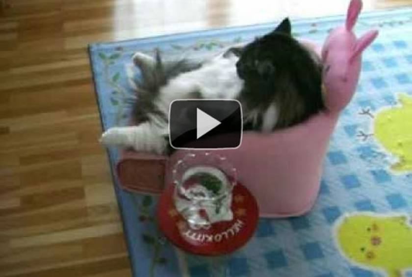 Χοντρή γάτα βλέπει TV στην πολυθρόνα της (Video)