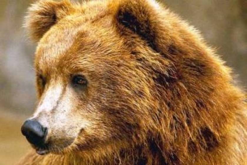 Γαλατινή: Αρκούδα επιτέθηκε σε στύλο της ΔΕΗ (pic)