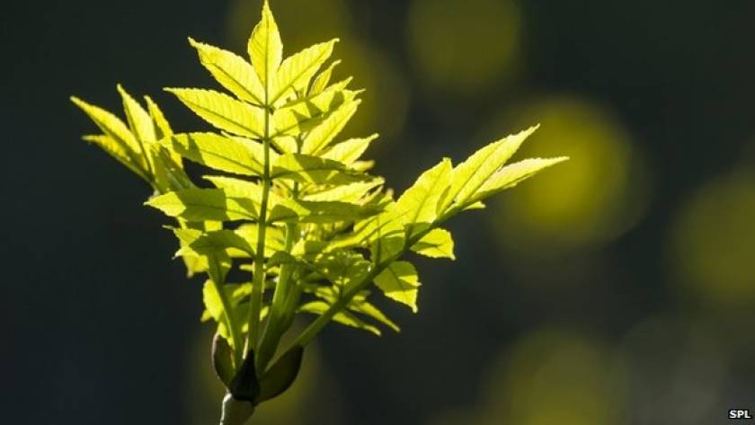 Τα φυτά απορροφούν περισσότερο διοξείδιο του άνθρακα από την ατμόσφαιρα