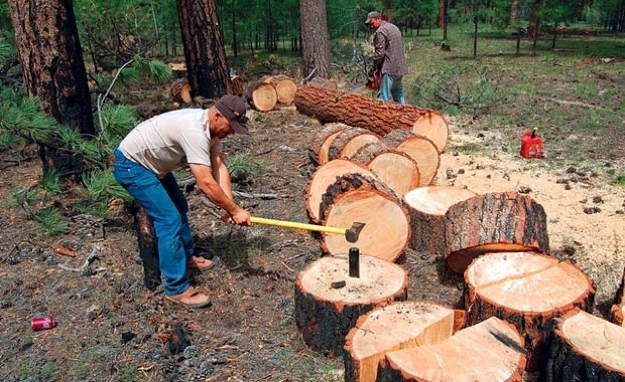 Αχαΐα: Εντοπίστηκαν 50 τόνοι παράνομης ξυλείας