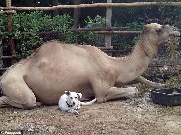 Καμήλα σκότωσε ιδιοκτήτη πάρκου (pics)