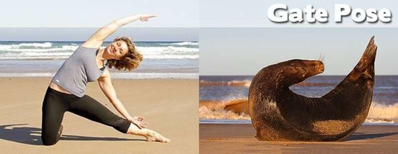 Όταν τα ζώα κάνουν μαθήματα Yoga (pics)