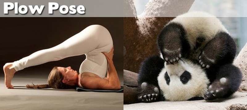 Όταν τα ζώα κάνουν μαθήματα Yoga (pics)