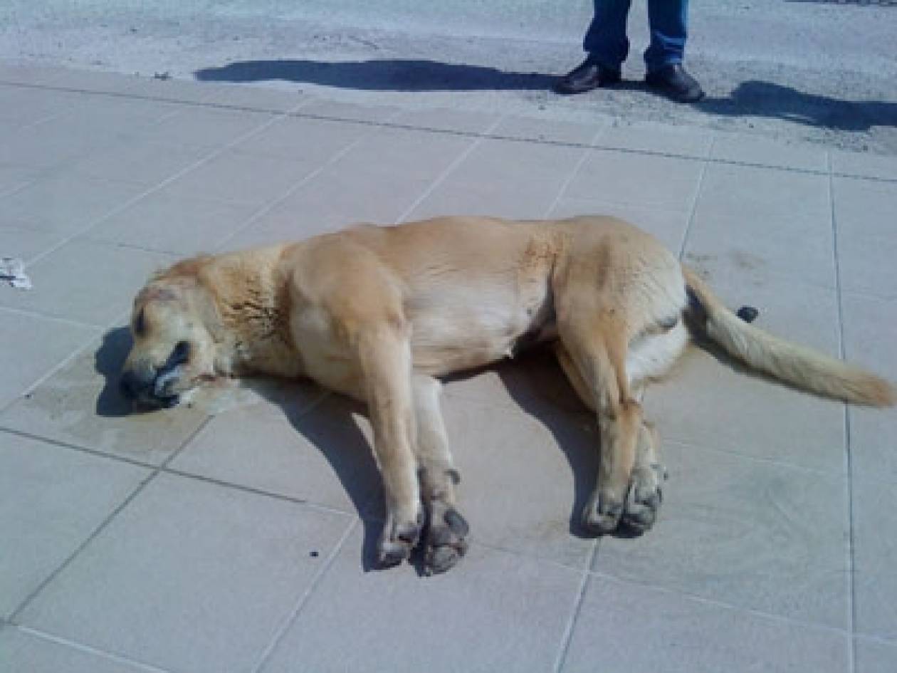 Λέσβος: Σκοτώνουν σκυλιά με φόλες – Εξοργισμένοι οι κάτοικοι