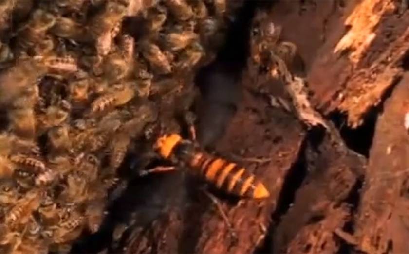 Μέλισσες «ψήνουν» ζωντανή μια γιγαντιαία σφήκα (Video)