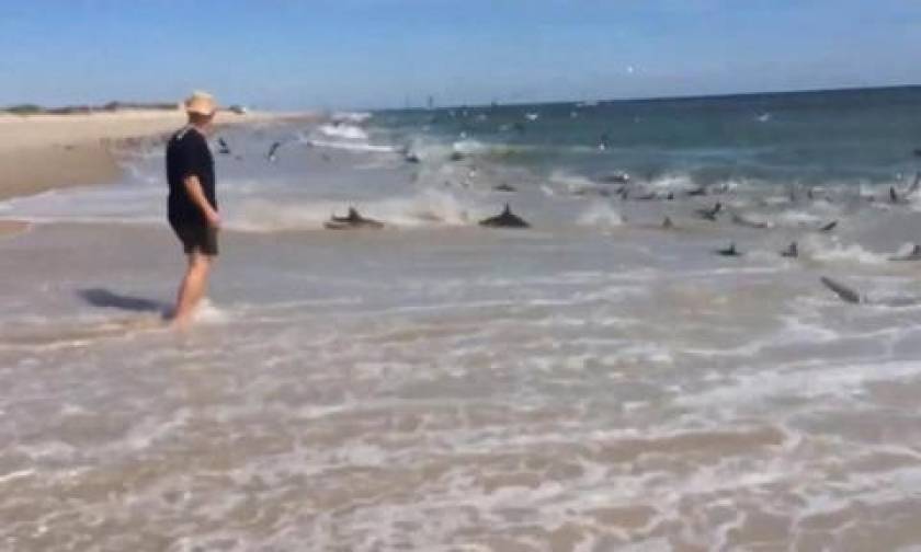 Βίντεο τρόμου: Καρχαρίες βγήκαν στην παραλία για... φαγητό
