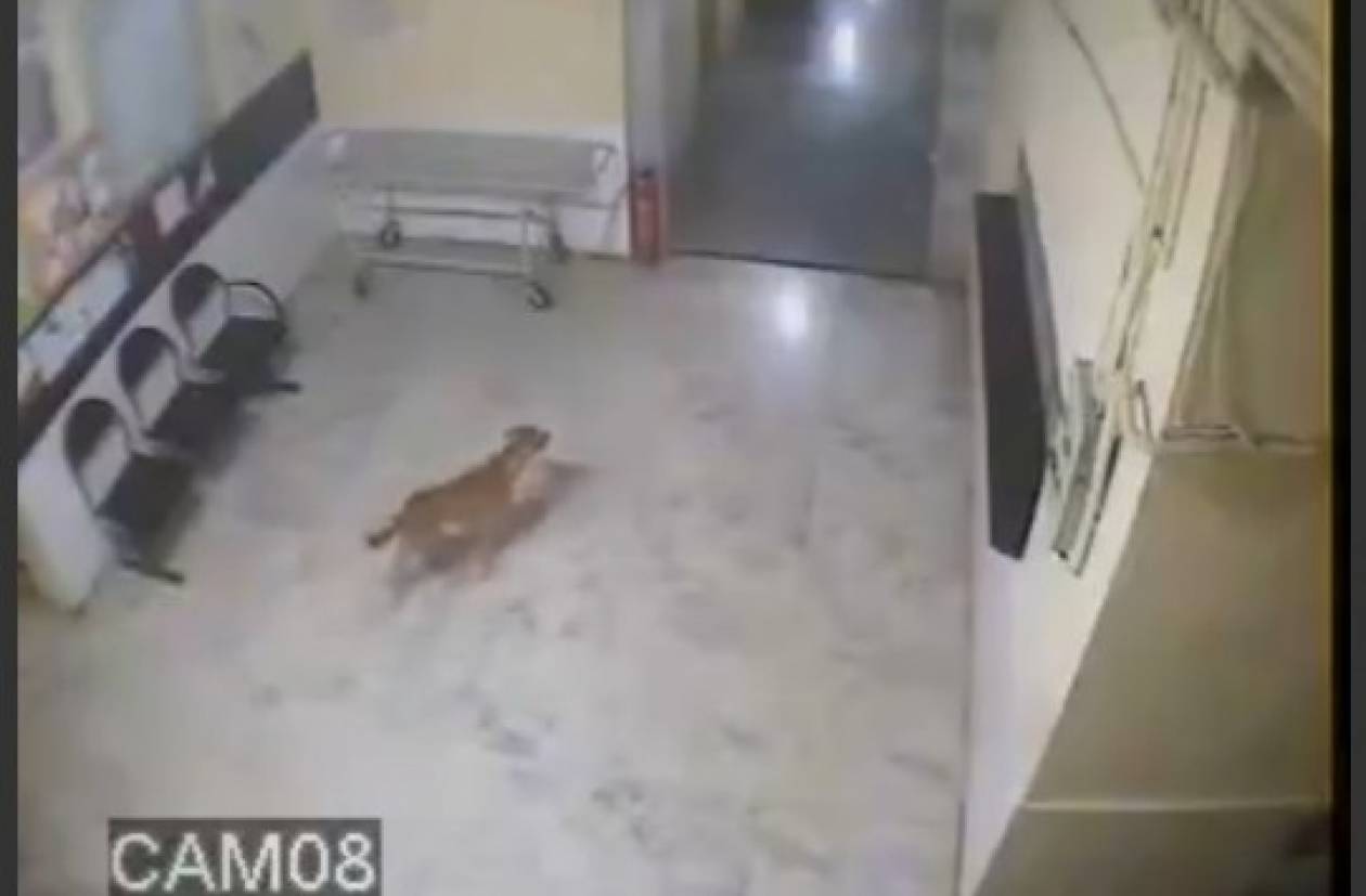 Ινδία: Λεοπάρδαλη επιτέθηκε σε σκύλο μέσα στο νοσοκομείο! (vid)
