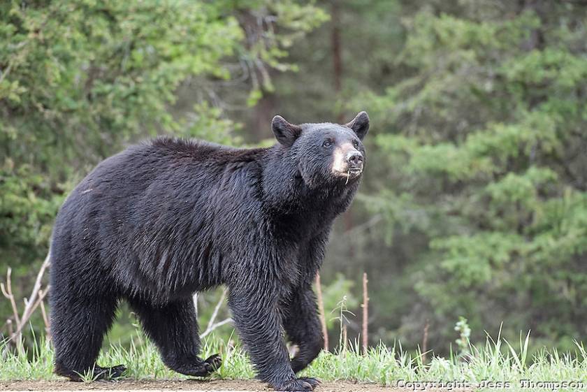 Αρκούδα κατασπάραξε το άψυχο σώμα 65χρονου