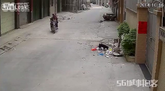 Απ-άνθρωποι χτύπησαν σκύλο με τόξο (σκληρό βίντεο+εικόνες)