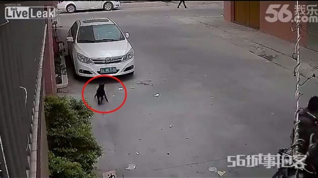 Απ-άνθρωποι χτύπησαν σκύλο με τόξο (σκληρό βίντεο+εικόνες)