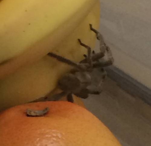 Η μεγαλύτερη δηλητηριώδης αράχνη βρέθηκε σε... delivery! (pics)