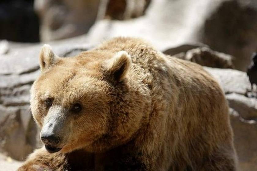 Κίνα: Αρκούδα ξερίζωσε το χέρι 9χρονου σε ζωολογικό κήπο!