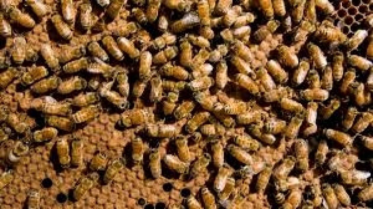 Χιλιάδες μέλισσες βρήκαν το θάνατο όταν... (βίντεο)