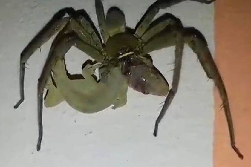 Γιγαντιαία αράχνη προσπαθεί να φάει ολόκληρη σαύρα (βίντεο)