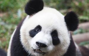 Panda επιδίδεται σε ατομική… προπόνηση!